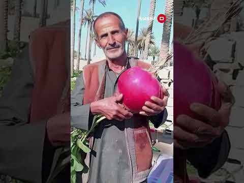 شاهد بالفيديو.. فجلة عملاقة في #العراق #shorts