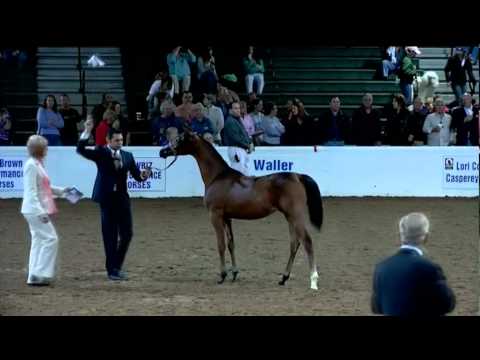 Kind of what goes on at a Horse Show