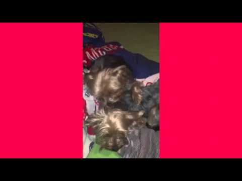 Dogs Love Grifas and Aira