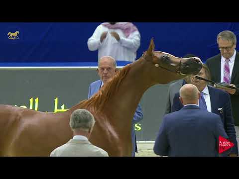 N 74 VENICE MI   Dubai 2019   Fillies 3 Years Old