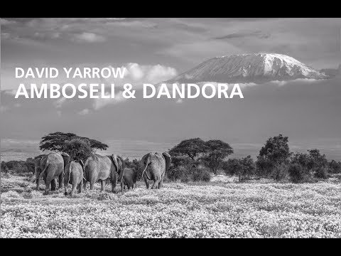 Nikon Ambassador David Yarrow's Special Project: 'Amboseli & Dandora'