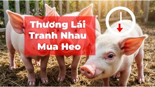 Hiếm Thấy Thương Lái Tranh Nhau Mua Heo