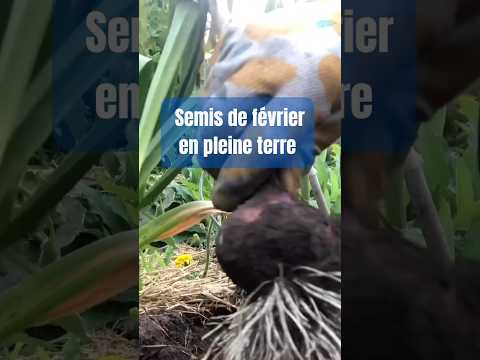 February Direct Sowing: Permaculture Garden Tips