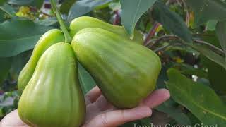 Download lagu Green Giant Guava mp3 Download lagu Green Giant Guava mp3