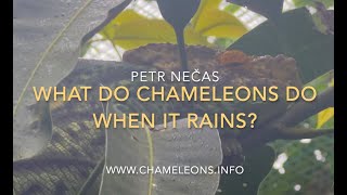 WHAT DO CHAMELEONS DO WHEN IT RAINS?