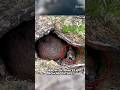 Wombats Have Deadliest Butt