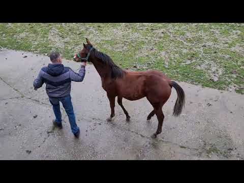 Odgoj engleskih punokrvnih galopera - III deo