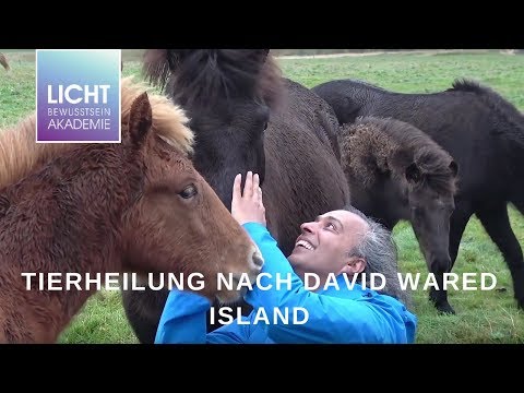 Tierheilung nach David Wared auf Island