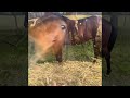 Jeune cheval pour CCE/CSO ou loisirs