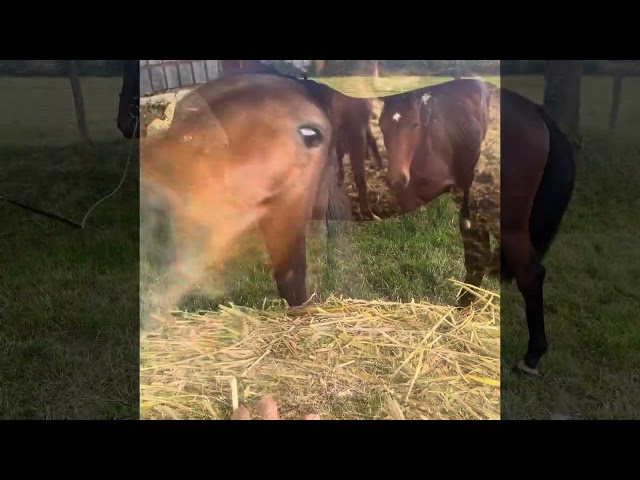 Jeune cheval pour CCE/CSO ou loisirs