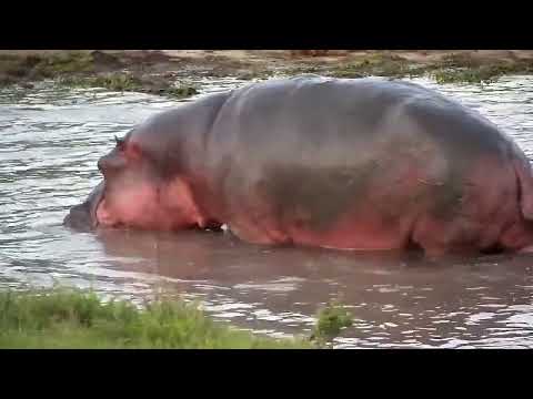 Djuma: Hippo out of the water - 18:05 - 11/14/2022
