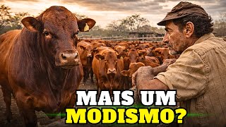 VALE a pena no Brasil ou o Nelore já RESOLVE TUDO?