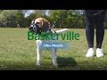 Baskerville Ultra Muzzle How to Use and Fit