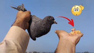 Kabotar Bazi Video 2025 | Kabotar K Bache Video | Kabotar Urane Ki Video | Pigeons Video |