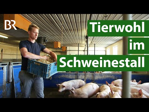 , title : 'Mehr Tierwohl im Schweinestall – Beschäftigungsmaterial gegen die Langeweile  | Unser Land | BR'