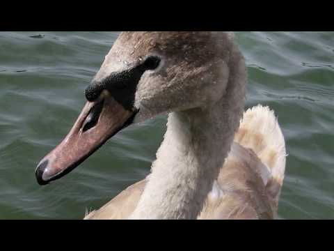 Junger Schwan allein auf der Donau.