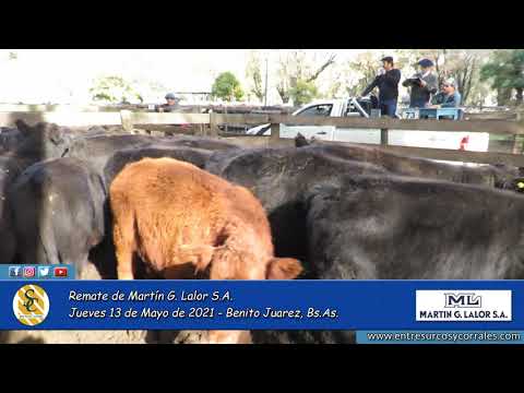 13-05-21 - Remate de Martín G. Lalor - Benito Juarez, Bs.As.