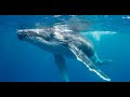 Humpback Whale Sound Effect
