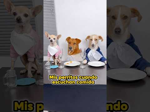 Ya es hora de cenar!! #perritos #hambriento