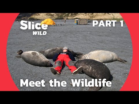 A Man among Orcas, Seals and Penguins | PART 1| SLICE WILD