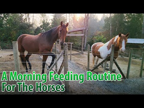 A Morning Feeding Routine For Calmness With The Horses