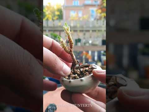 Part (1/3) mame Pelargonium graveolens - checking the roots Part 1   2020 10