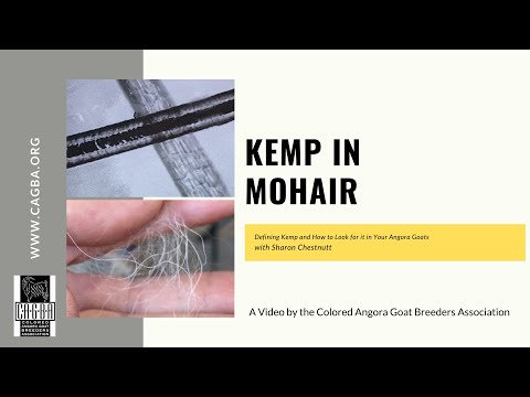 , title : 'Kemp Fibers in MOHAIR | Angora Goat Fleece Evaluation with Sharon Chestnutt'
