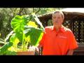 Gardening Tips : Caring for Elephant Ear Plants Gardening Tips : Caring for Elephant Ear Plants