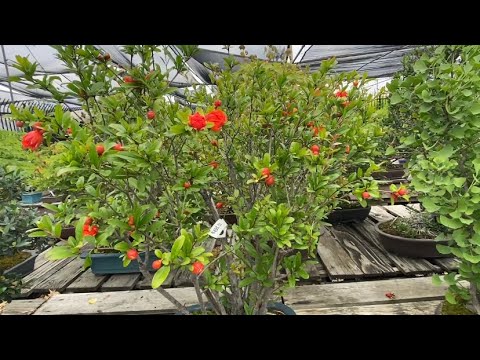 Pomegranate bonsai in zone 10A, May 2023