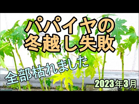 パパイヤの植物、本物のパパイヤ 植物
