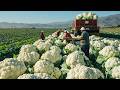 17 Most Amazing Fruit And Vegetable Harvests By Farmers Harvesting Technology 2