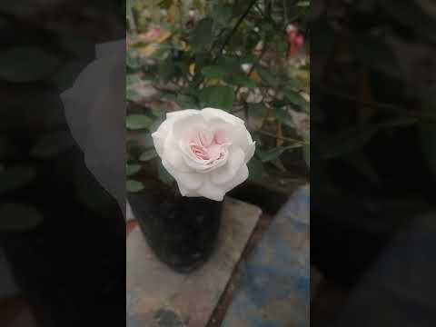 #rose #beauty #roofgarden #subhro