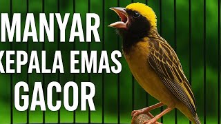 Download lagu Suara Manyar Gacor Banget!! Auto bikin emosi dan ikut gacor!! 🐦🔥 mp3 Download lagu Suara Manyar Gacor Banget!! Auto bikin emosi dan ikut gacor!! 🐦🔥 mp3