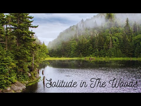 Solitude in The Woods - Denis Sanacore