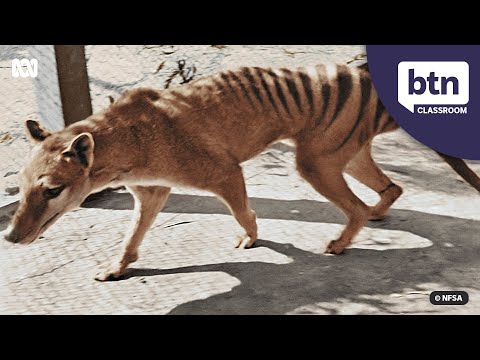 Thylacine Extinction - Behind the News