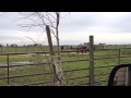 Horses Playing over Fence - Mr. T Test Results In ...