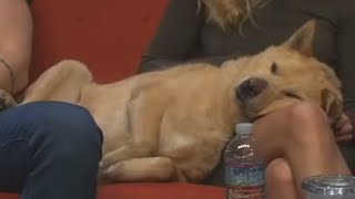 Dude Soup #104 But It's Just Benson