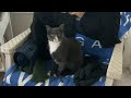 Review Gray Tuxedo Cat