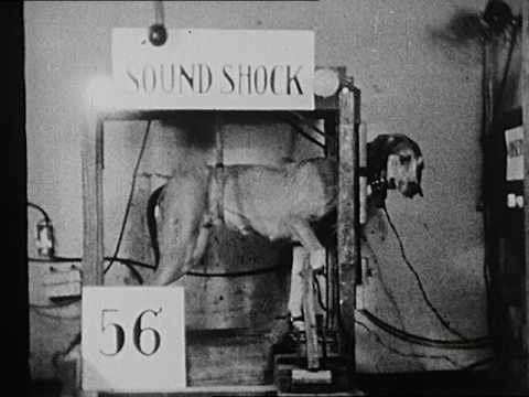 Motor Conditioning In Dogs (1938)
