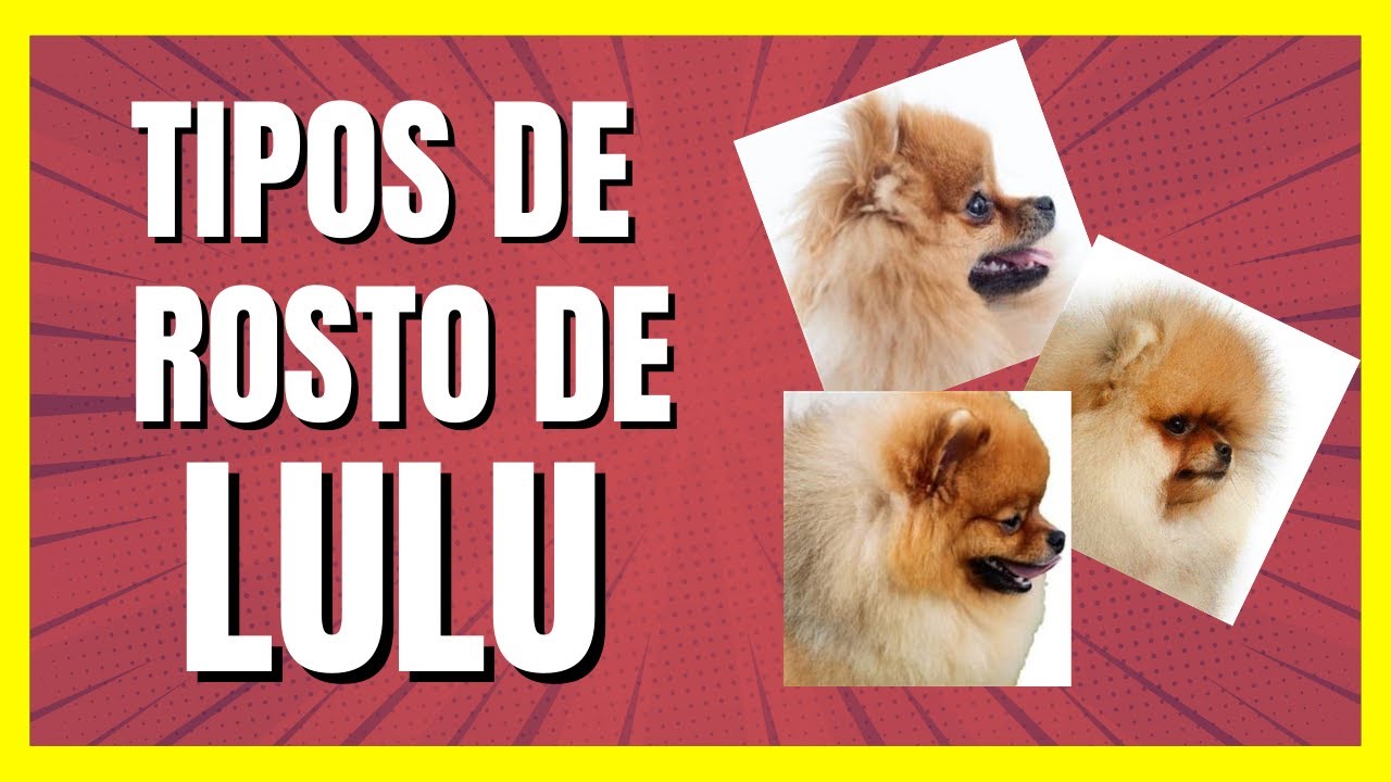 VEJA as diferenças: Tipos de Face Lulu Da Pomerania