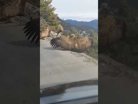 Vulture #Gidh #dangerous #vulture #birds #shorts