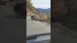 Vulture #Gidh #dangerous #vulture #birds #shorts