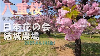 【VLOG】日本花の会 結城農場《八重桜》茨城県結城市田間　2025.04.18(金)