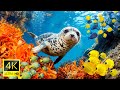 Aquarium 4K UHD Dive Into Tranquility Sleep Relaxation With Beautiful Coral Reef Fish
