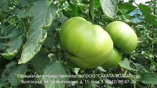Посадка и выращивание томатов Уникум