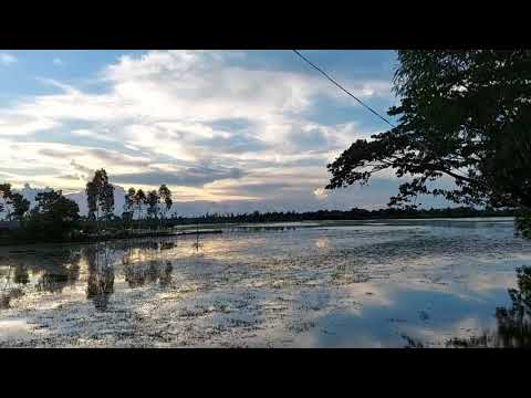 Beautiful nature from village ||Sharmistha ss vlog|SHORTS 🥰