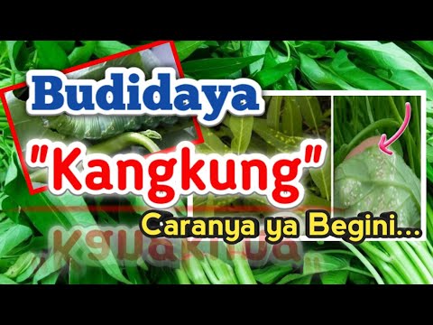 , title : 'Cara Budidaya Kangkung yang Simple banget'