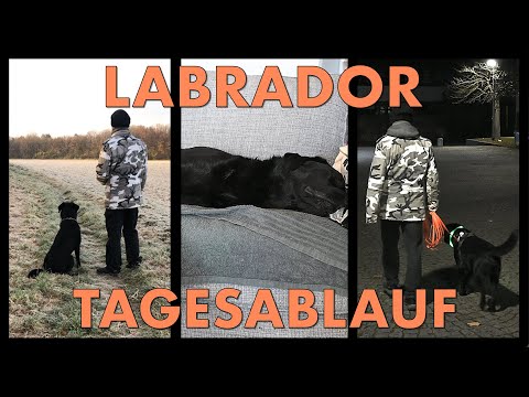 Cedric der Labrador - 133 | Cedrics Tagesablauf