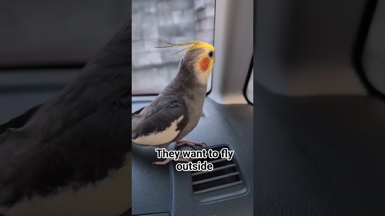 #awesome #parrot #shorts