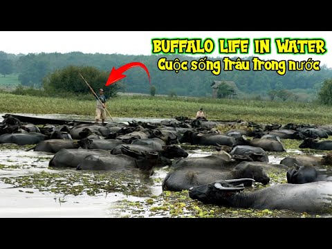 , title : 'Water Buffalo World..!!! KEHIDUPAN KERBAU ASLI INDONESIA'